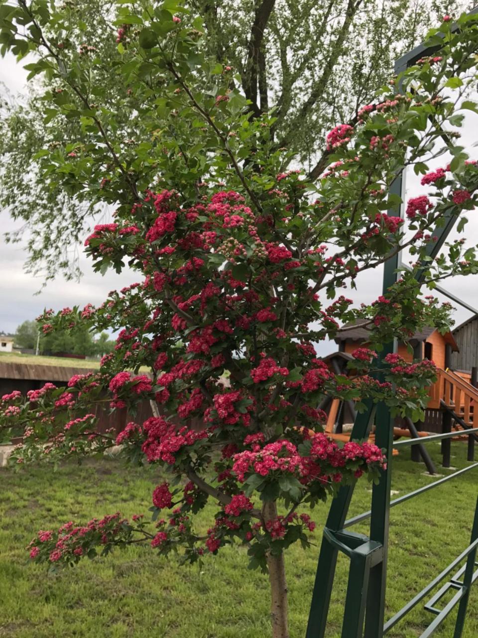Pensiunea Dany - Crys Zvoristea Esterno foto